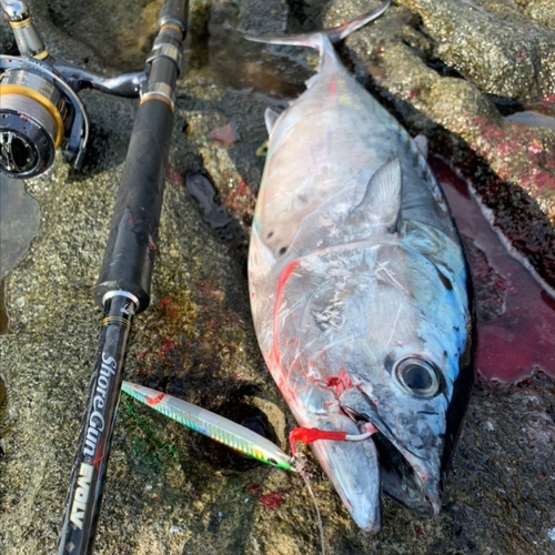 スマガツオの釣果