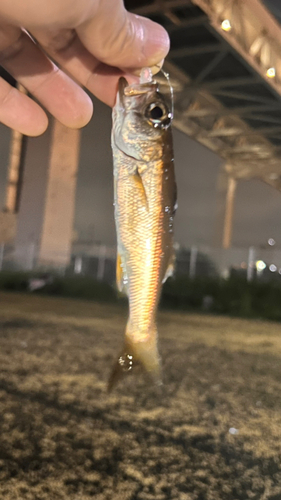 ムツの釣果