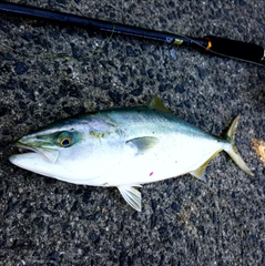 ハマチの釣果