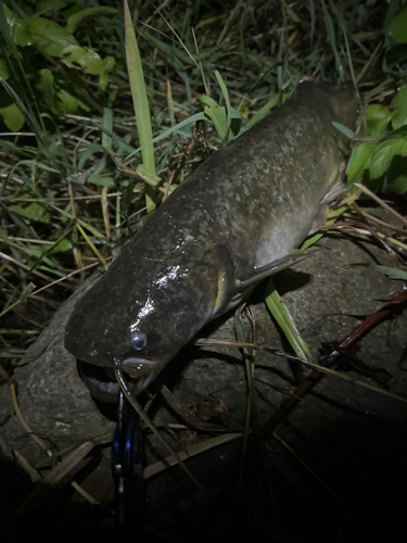 マナマズの釣果