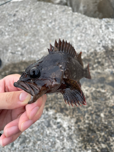 ソイの釣果