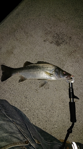 ヒラスズキの釣果