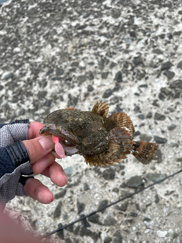 カジカの釣果