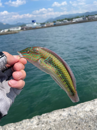 キュウセンの釣果