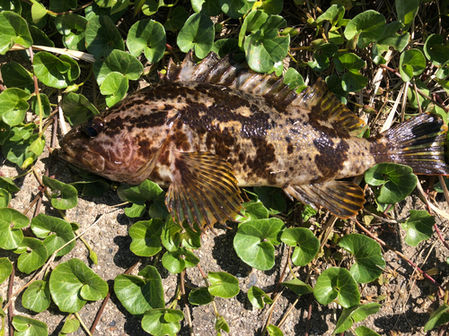 タケノコメバルの釣果