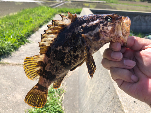 タケノコメバルの釣果