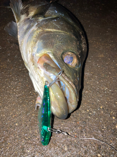 スズキの釣果