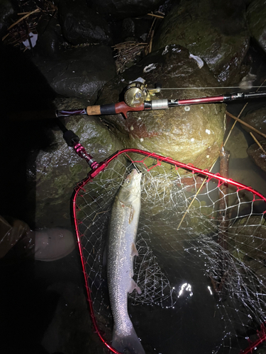 ウグイの釣果