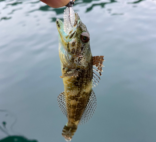 アナハゼの釣果