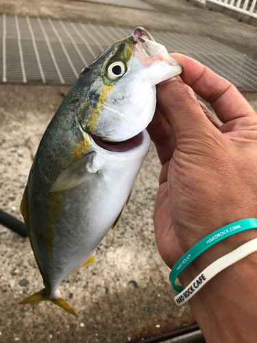 ツバスの釣果