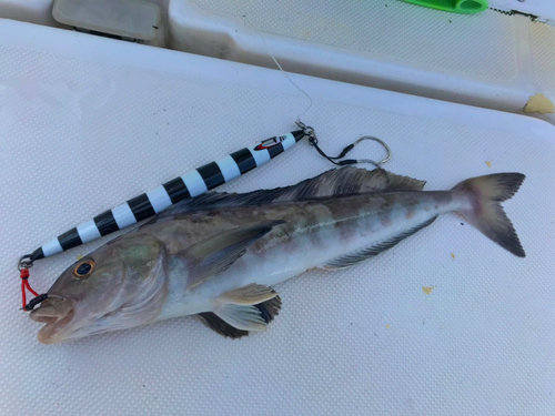 ホッケの釣果