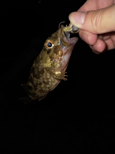 アラカブの釣果