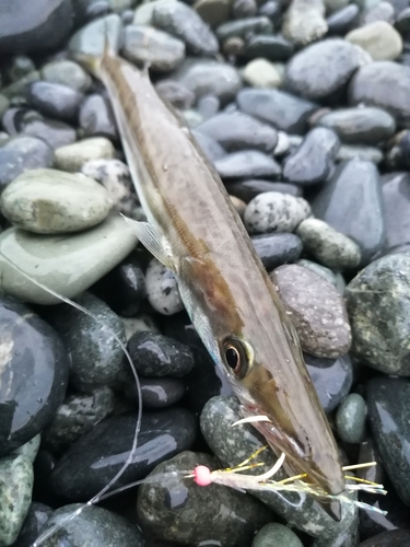 カマスの釣果