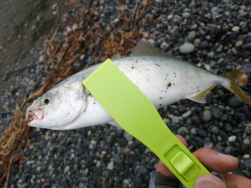 ワカシの釣果