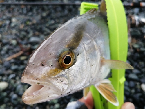 ショゴの釣果