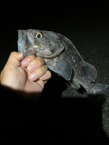 クロソイの釣果