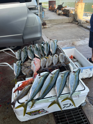 ハマチの釣果