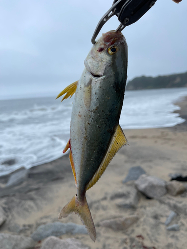 ショゴの釣果