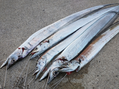 タチウオの釣果