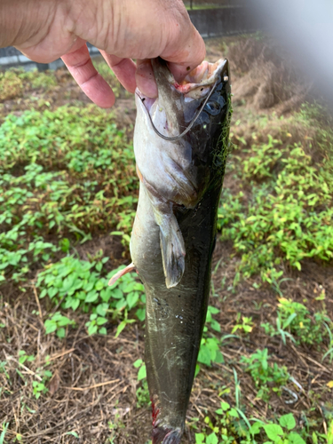 ナマズの釣果