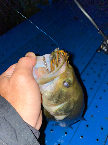 ブラックバスの釣果