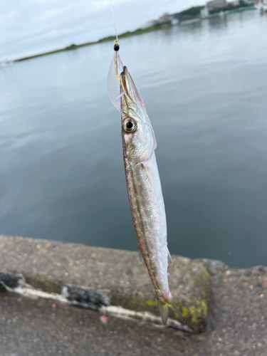 カマスの釣果