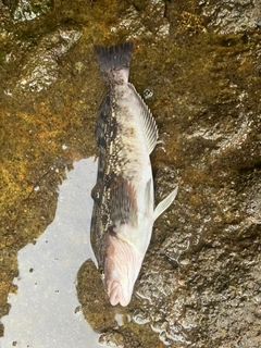 アイナメの釣果