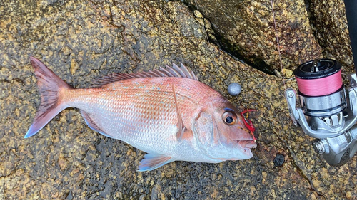 マダイの釣果