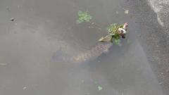 カムルチーの釣果