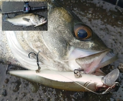 シーバスの釣果