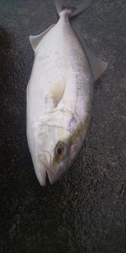 ショゴの釣果