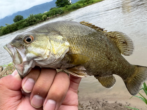 スモールマウスバスの釣果