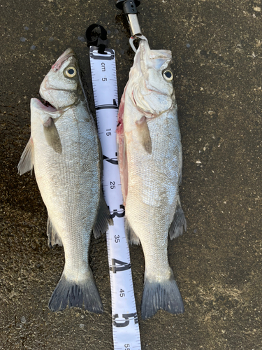 ヒラスズキの釣果