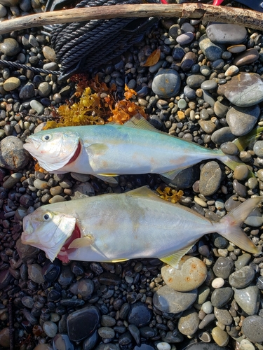 シオの釣果