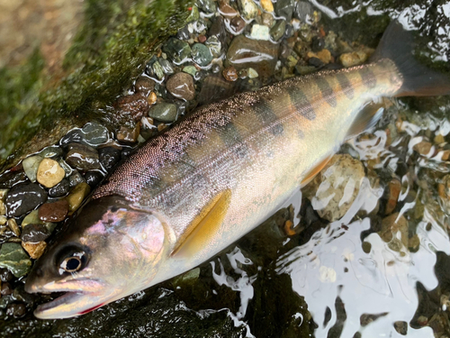 ヤマメの釣果