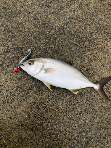 ショッコの釣果