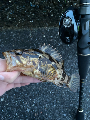 タケノコメバルの釣果