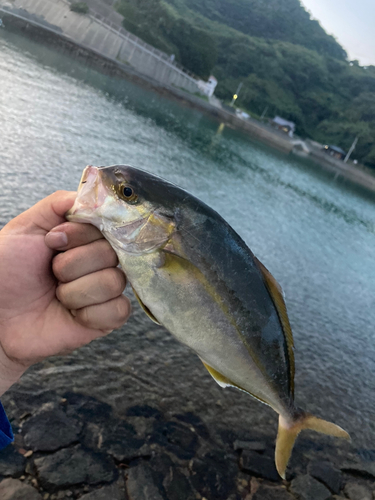 ネリゴの釣果