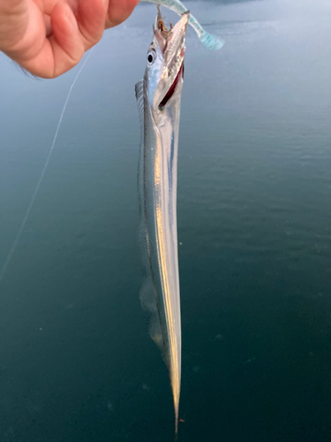 タチウオの釣果