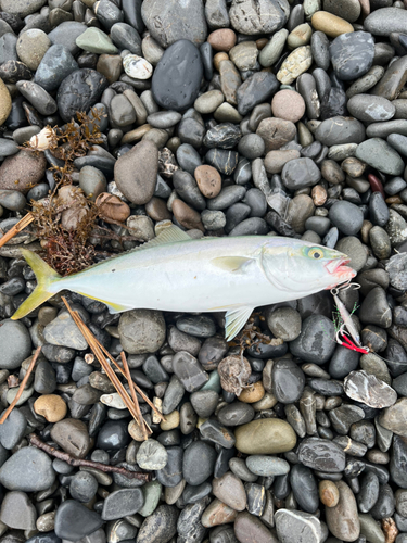 ワカシの釣果