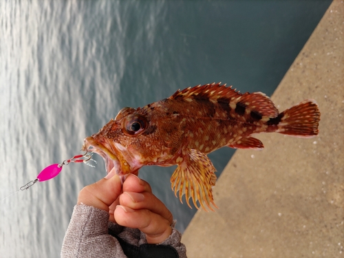 カサゴの釣果