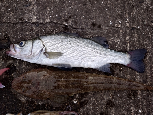 セイゴ（ヒラスズキ）の釣果