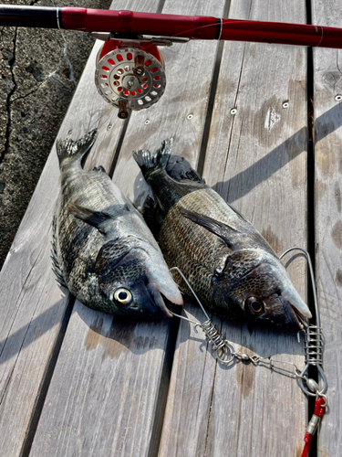 クロダイの釣果