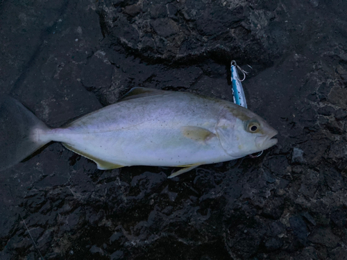 ショッコの釣果