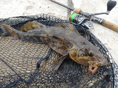 アイナメの釣果