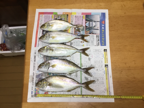 ネリゴの釣果