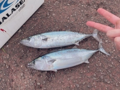 ハガツオの釣果