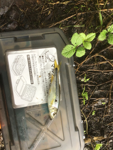 カワムツの釣果