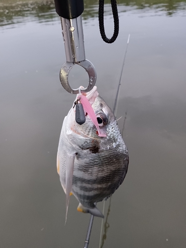 キビレの釣果