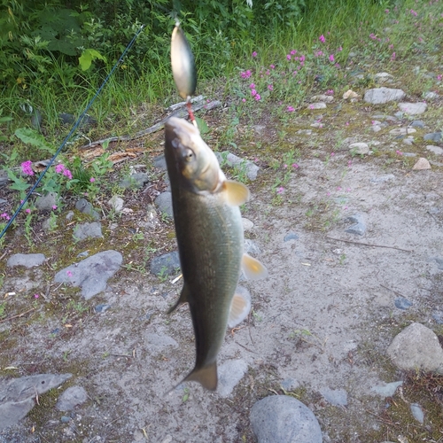 アユの釣果